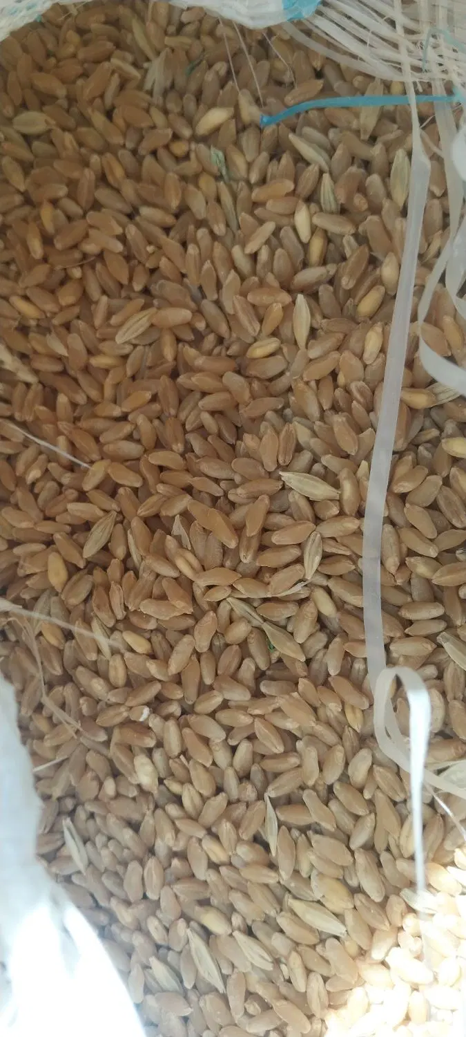 گندم|خدمات باغبانی و درختکاری|ایذه, |دیوار