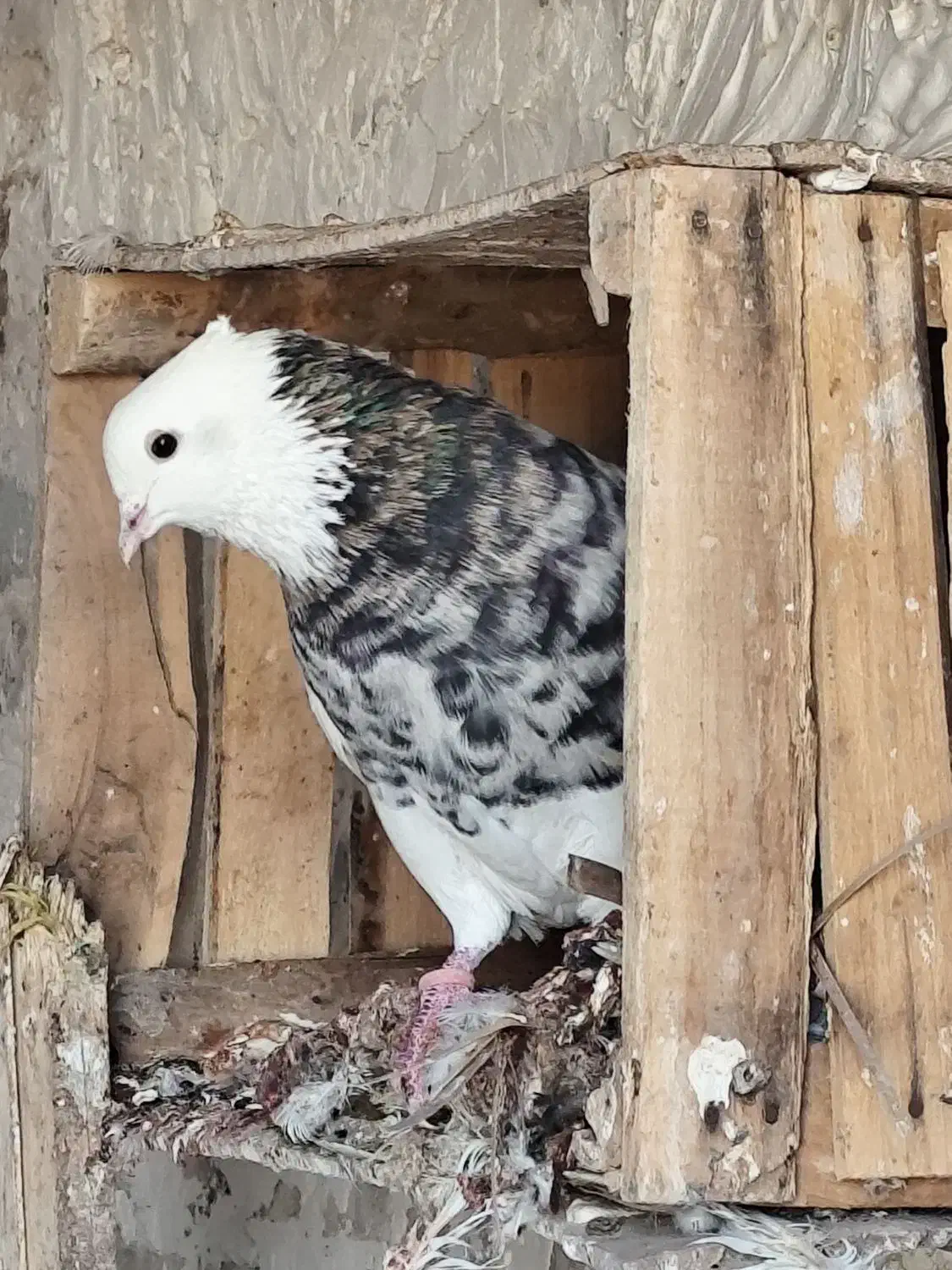 طوقی درجه یک|پرنده|خرمشهر, |دیوار