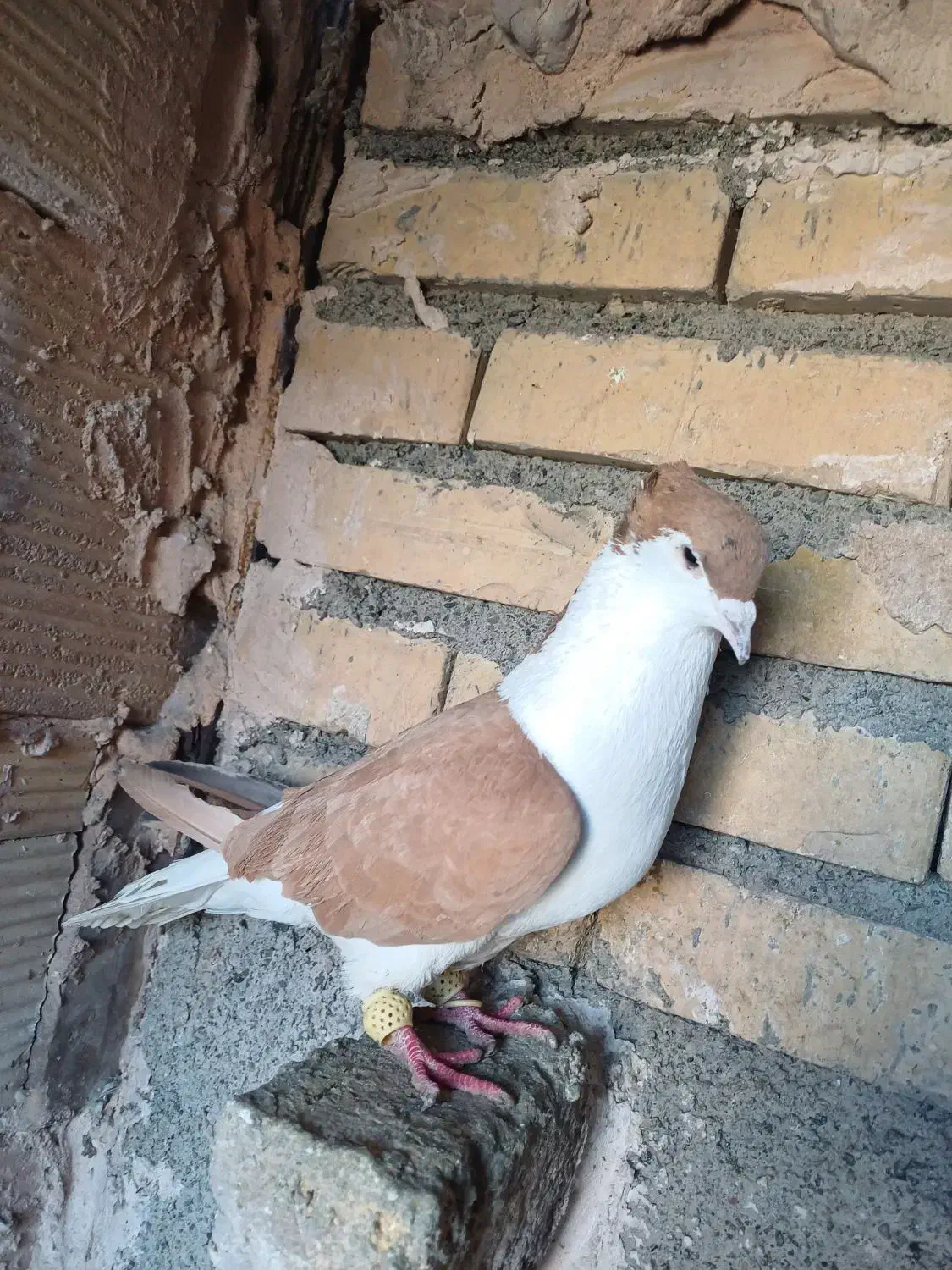 کبوتر|پرنده|مشهد, کلاته برفی|دیوار