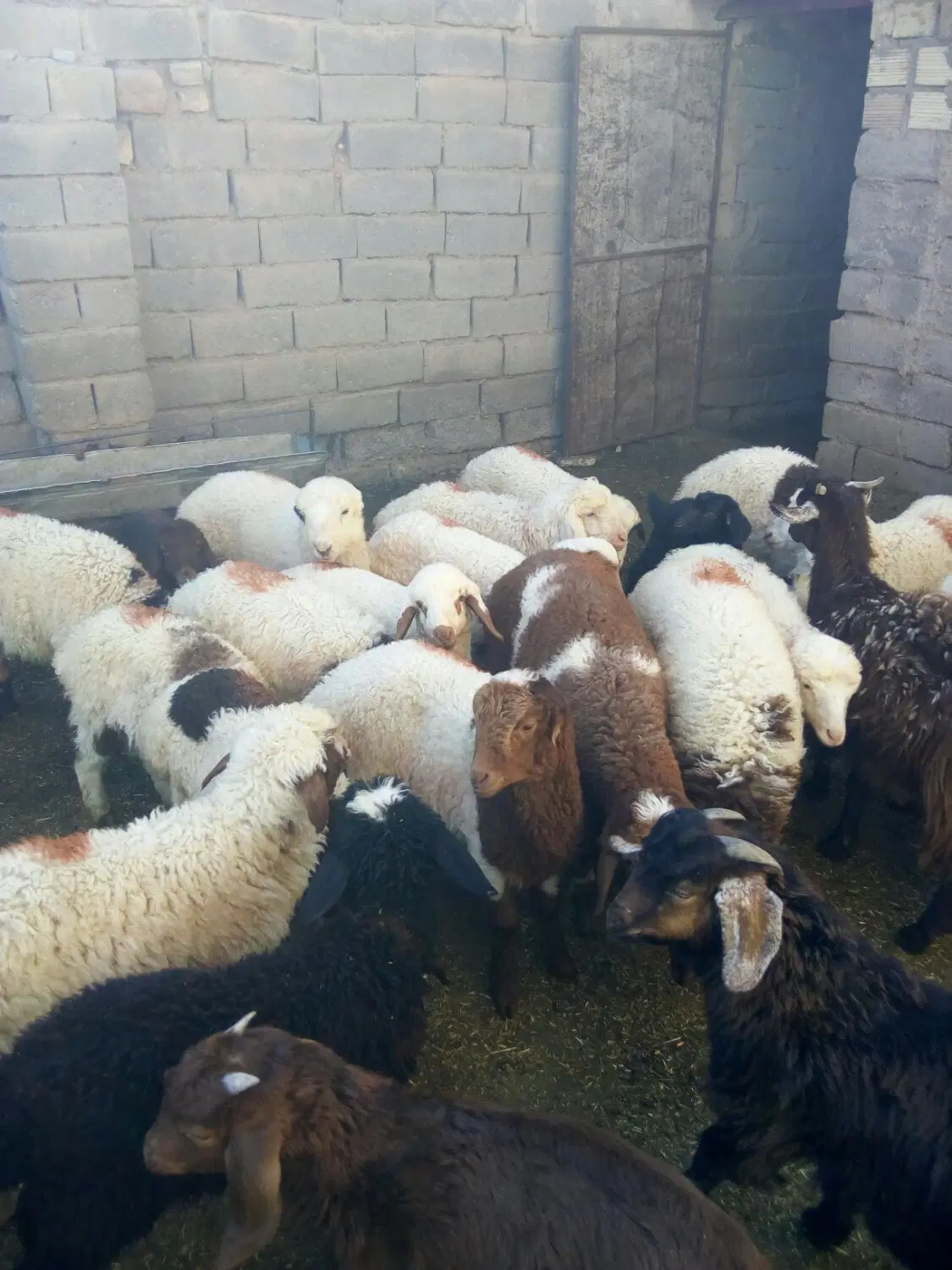 بره|حیوانات مزرعه|سده (خراسان جنوبی), |دیوار