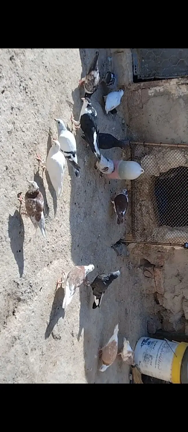 ۳۰۰|پرنده|خاش, |دیوار