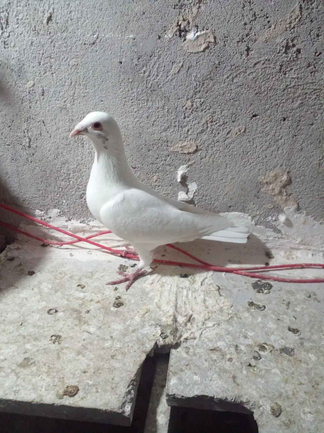 دبر سفید|پرنده|اردبیل, |دیوار