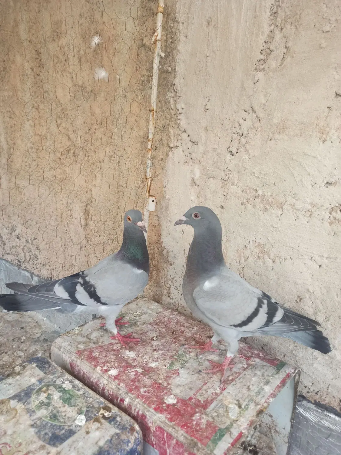 سوز|پرنده|کازرون, |دیوار
