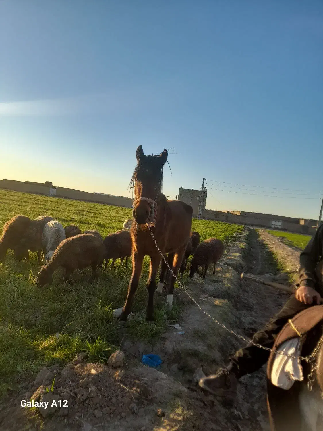 مادیان|اسب و تجهیزات اسبسواری|قرچک, ولی آباد|دیوار