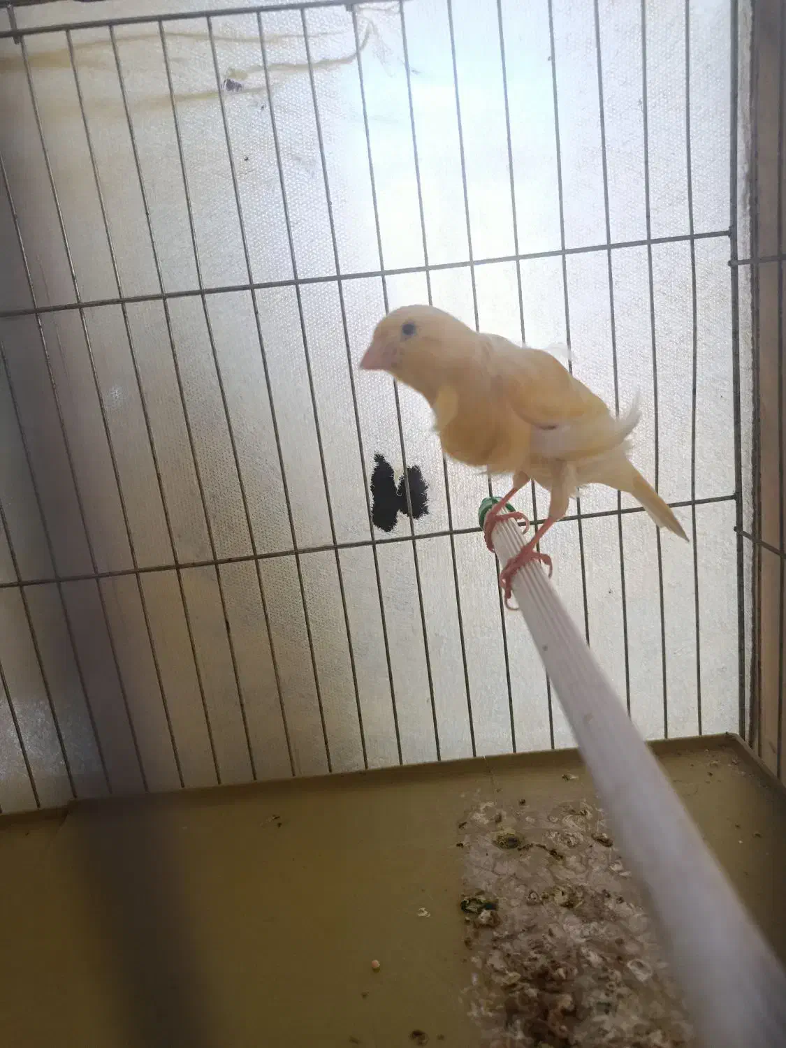 قناری نر|پرنده|همدان, |دیوار