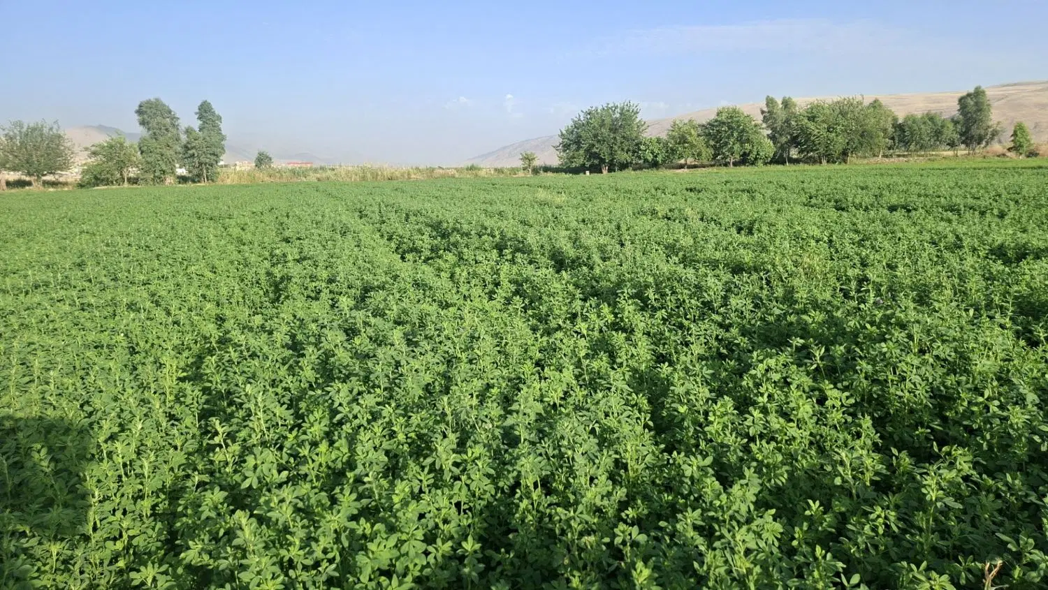 یونجه|خدمات باغبانی و درختکاری|سرپل ذهاب, |دیوار