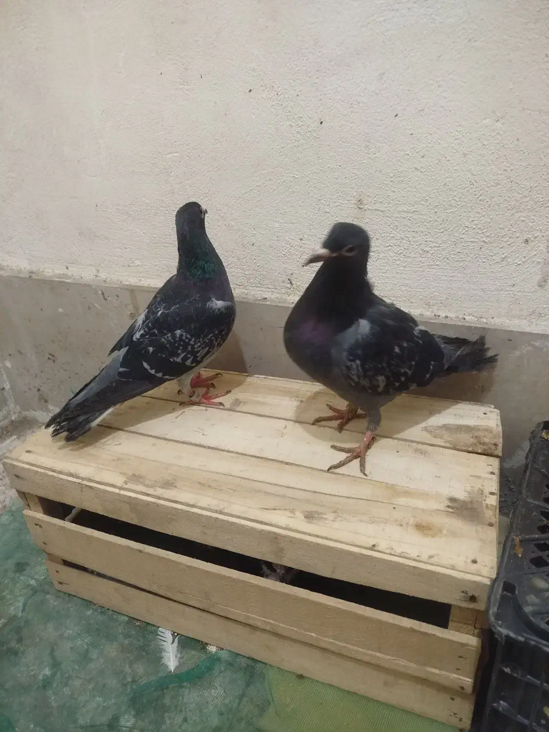 جوانه|پرنده|زاهدان, |دیوار