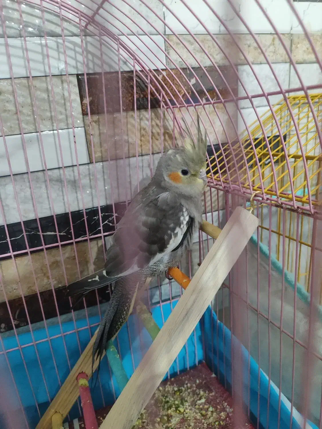 ...|پرنده|فسا, |دیوار