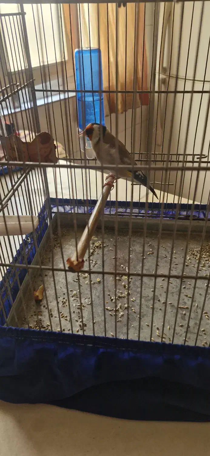 سره|پرنده|تهران, شهرک بعثت|دیوار