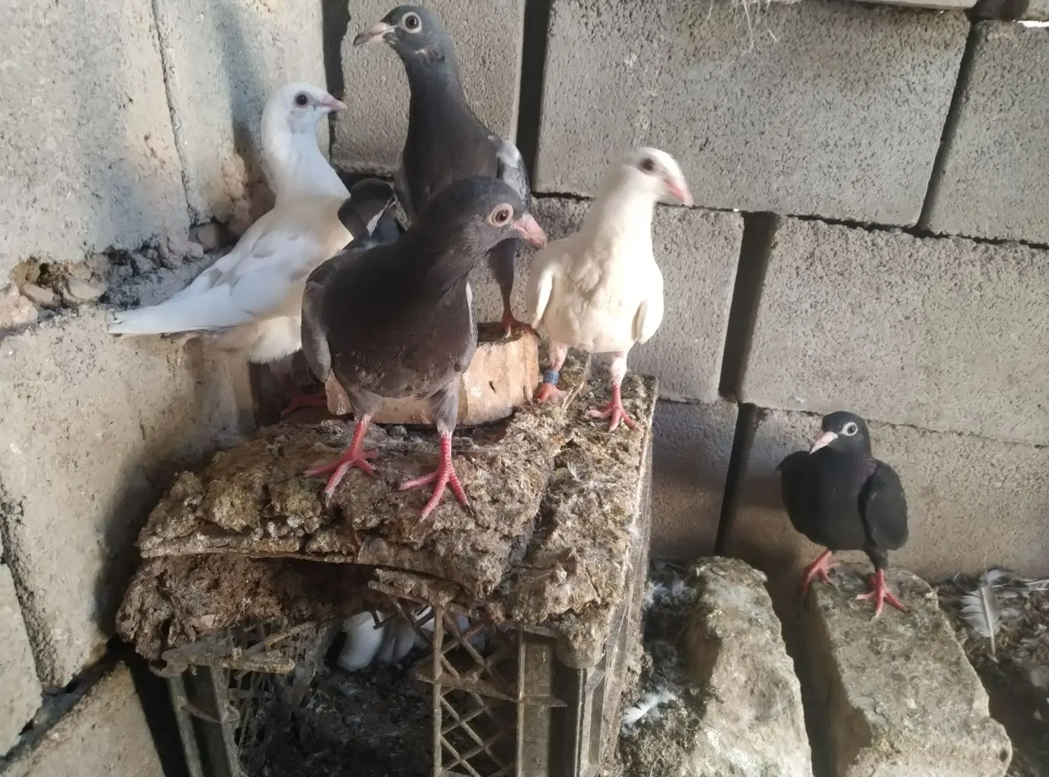 کبوتر|پرنده|گرمخان, |دیوار
