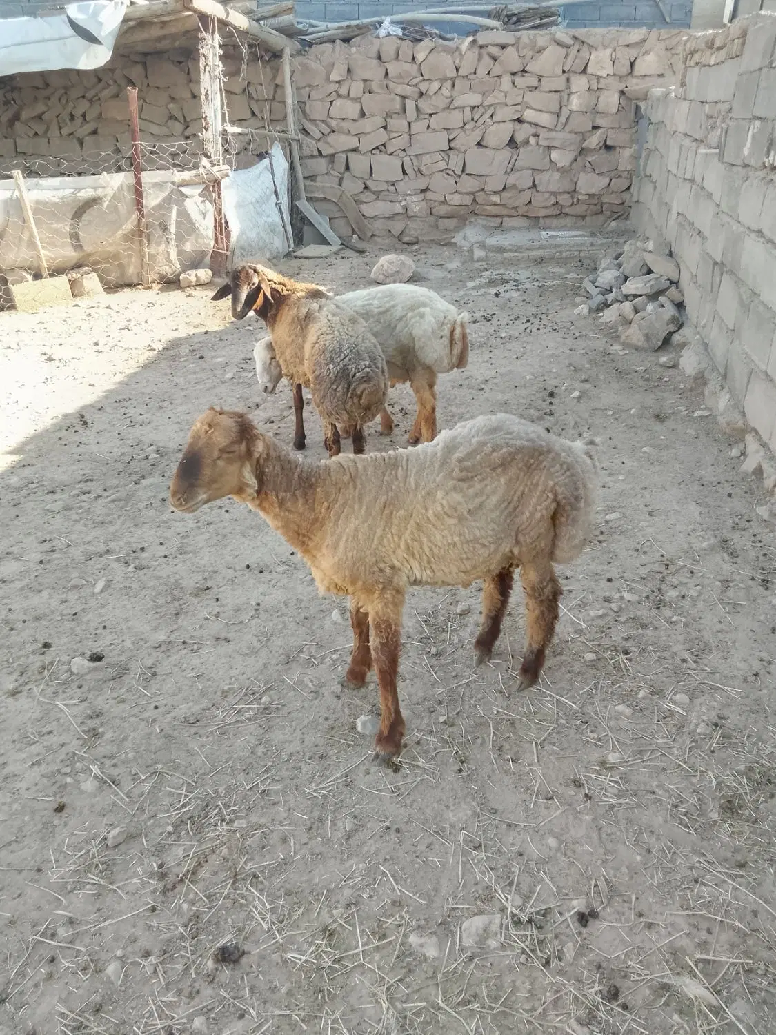 بره‌نر|حیوانات مزرعه|شیروان (خراسان), |دیوار