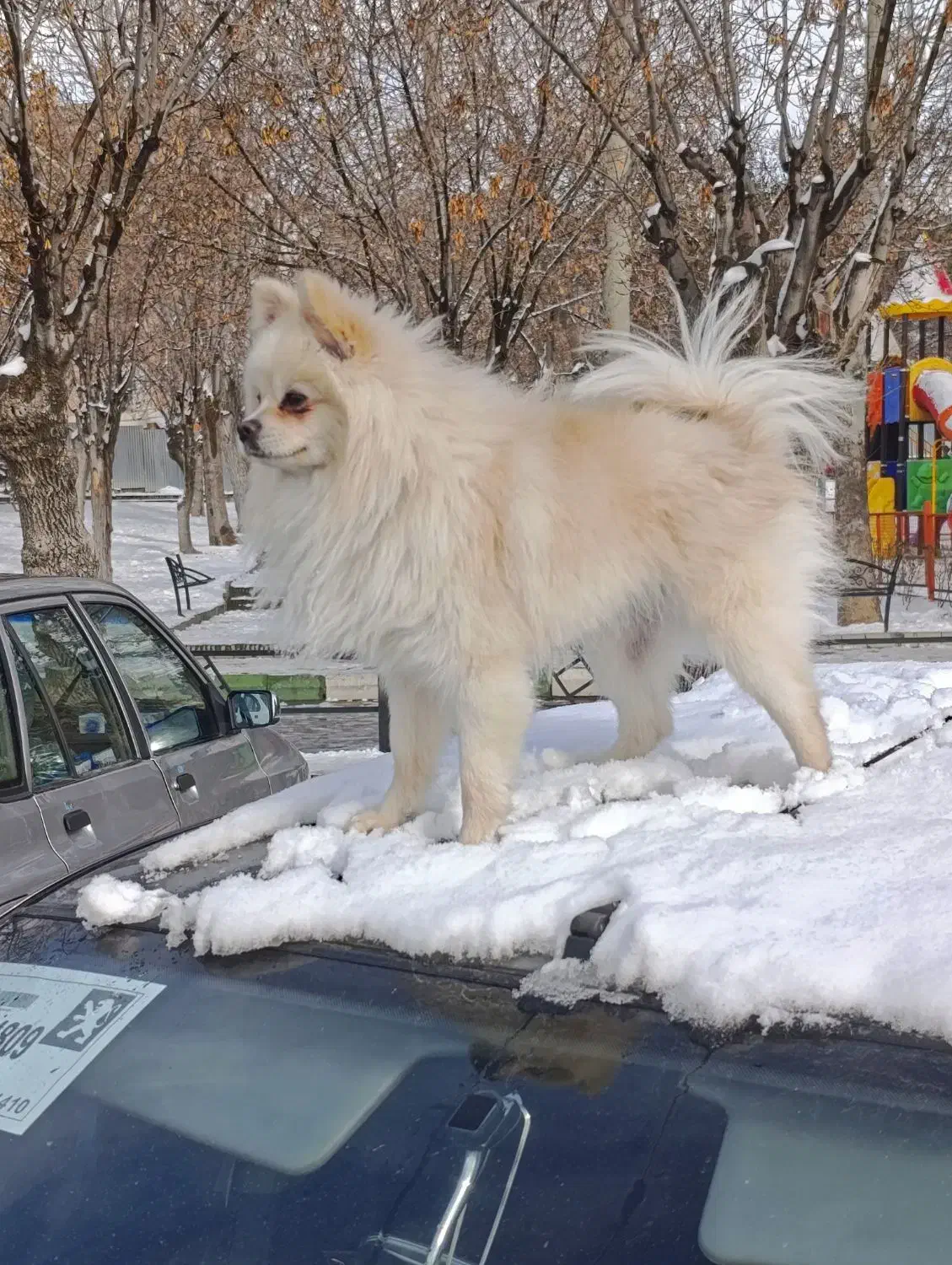 پامرانین روباهی|سگ|همدان, |دیوار