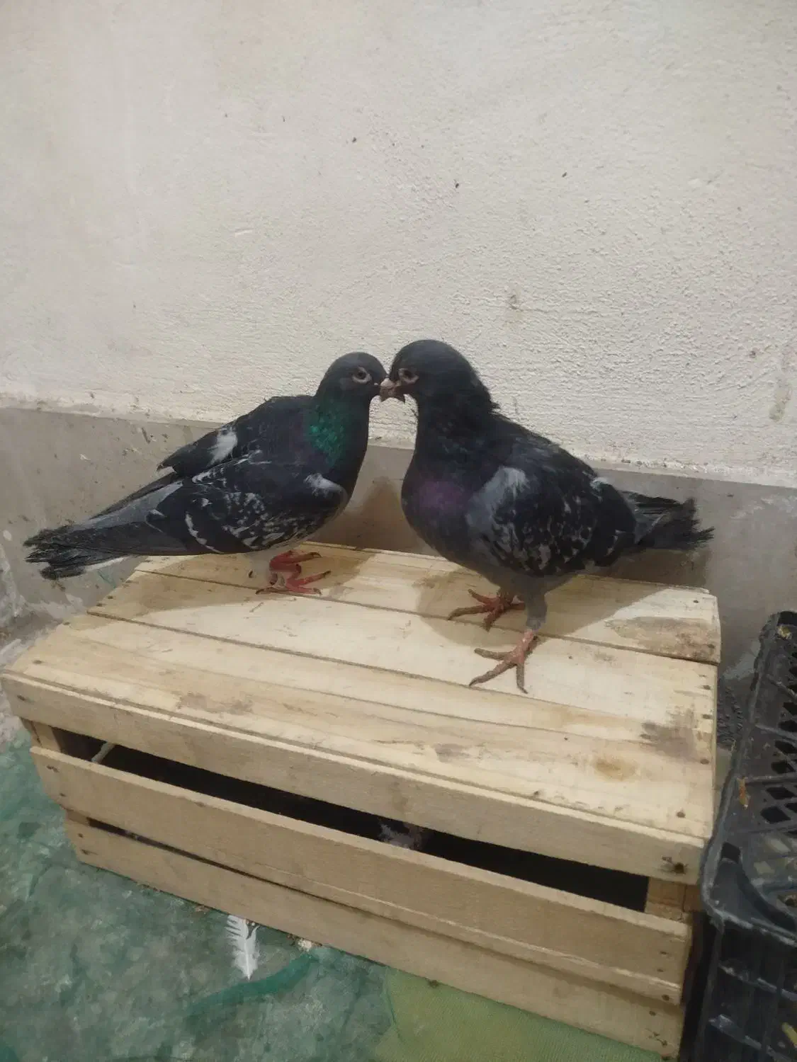 جوانه|پرنده|زاهدان, |دیوار