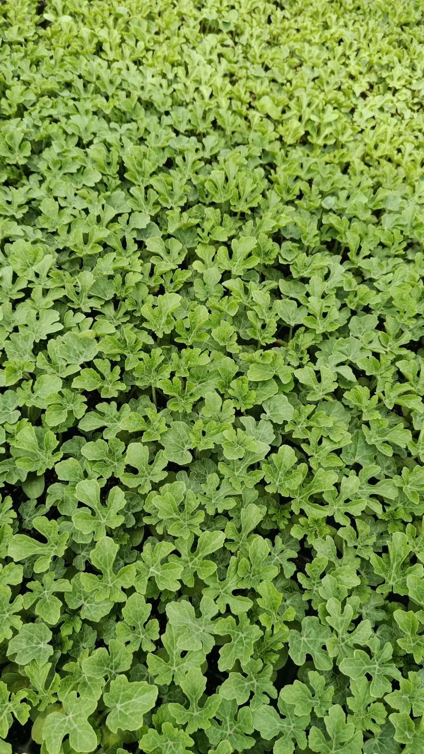 گرد بیضی|گل و گیاه طبیعی|فیروزآباد (فارس), |دیوار