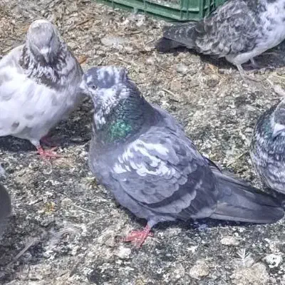 کبوتر|حیوانات|مشگین شهر, |دیوار