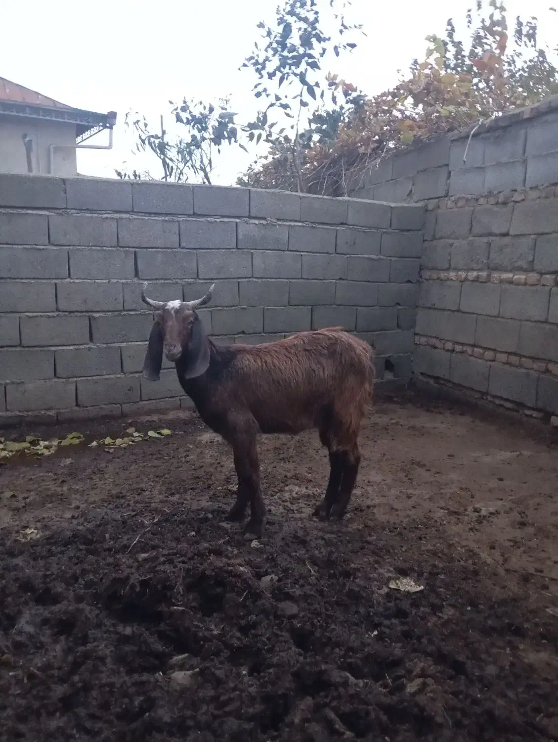 بز ماده|حیوانات مزرعه|سنگدوین, |دیوار