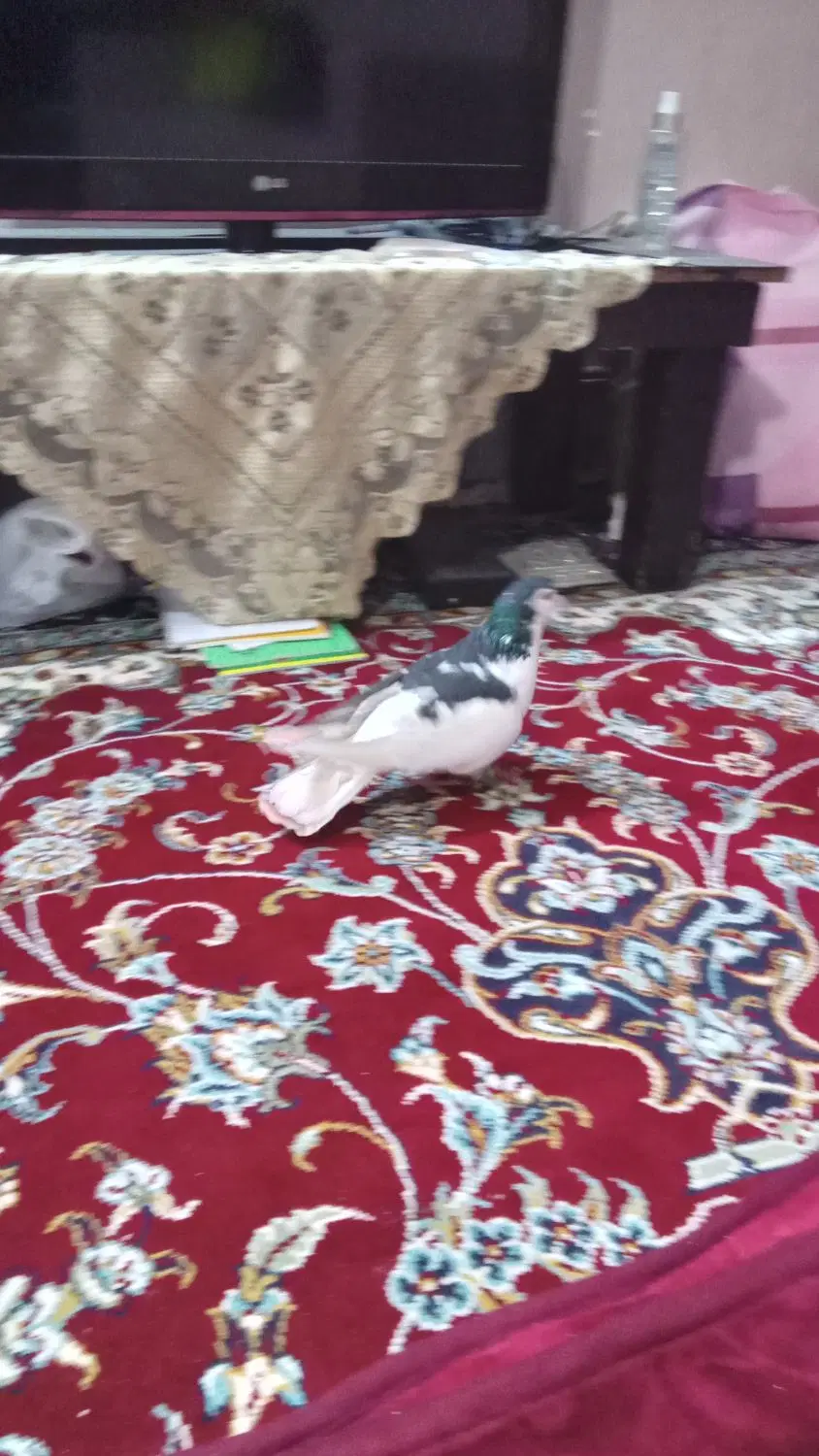 کبوتر|پرنده|مشهد, شهرک بهارستان|دیوار