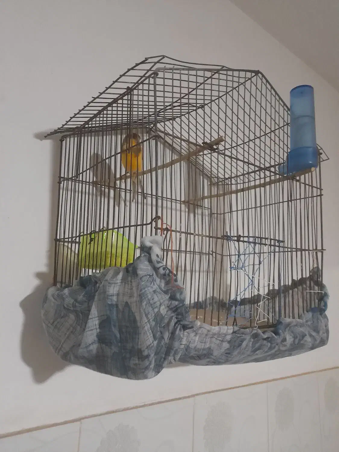 قناری|پرنده|قوچان, |دیوار