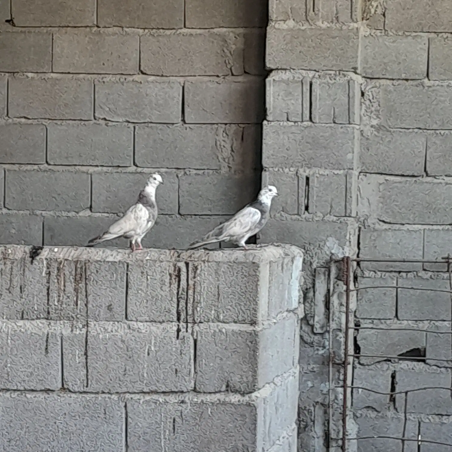کفتر|پرنده|کلاله, |دیوار