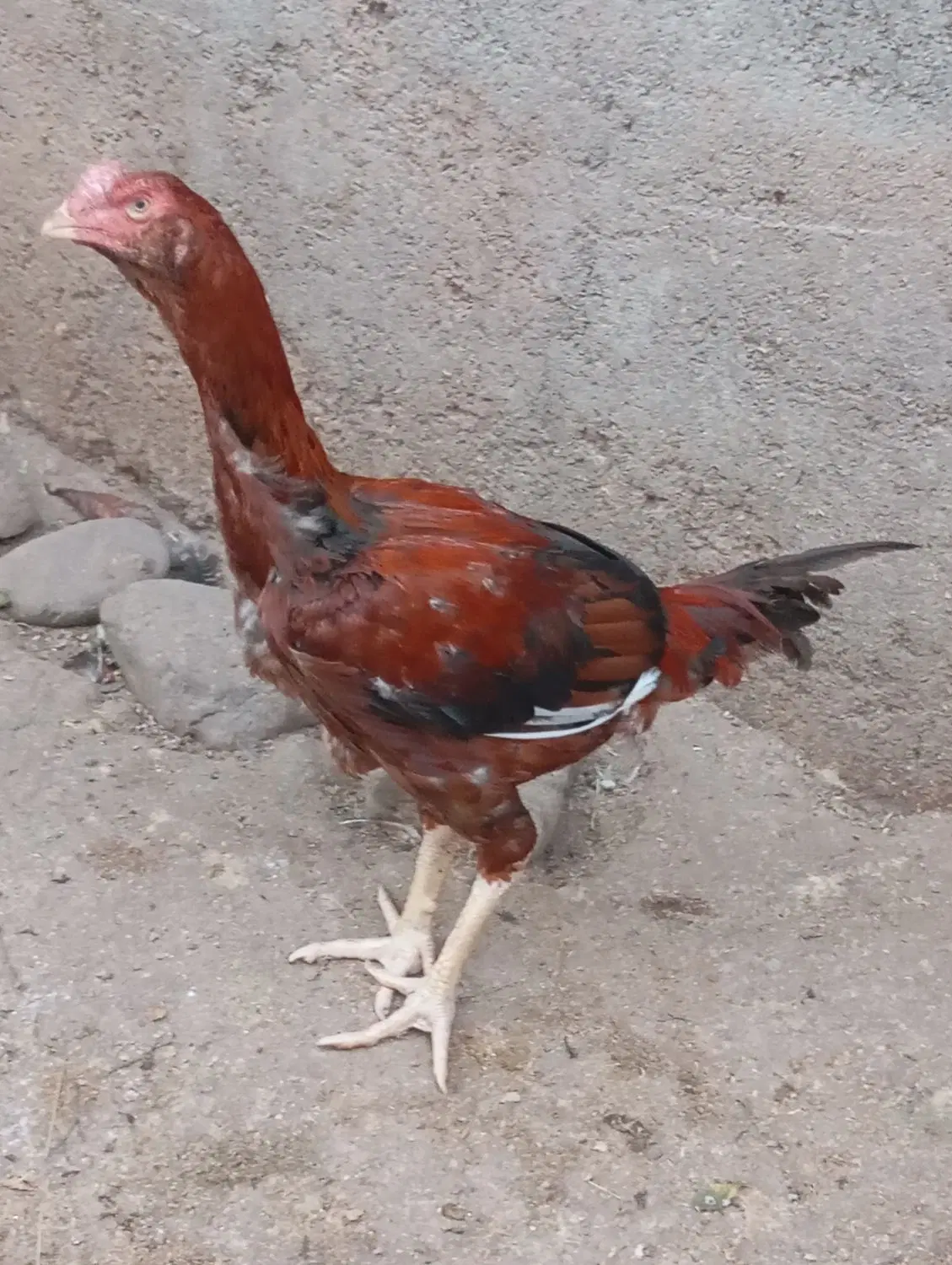 لاری|حیوانات مزرعه|پره‌سر, |دیوار