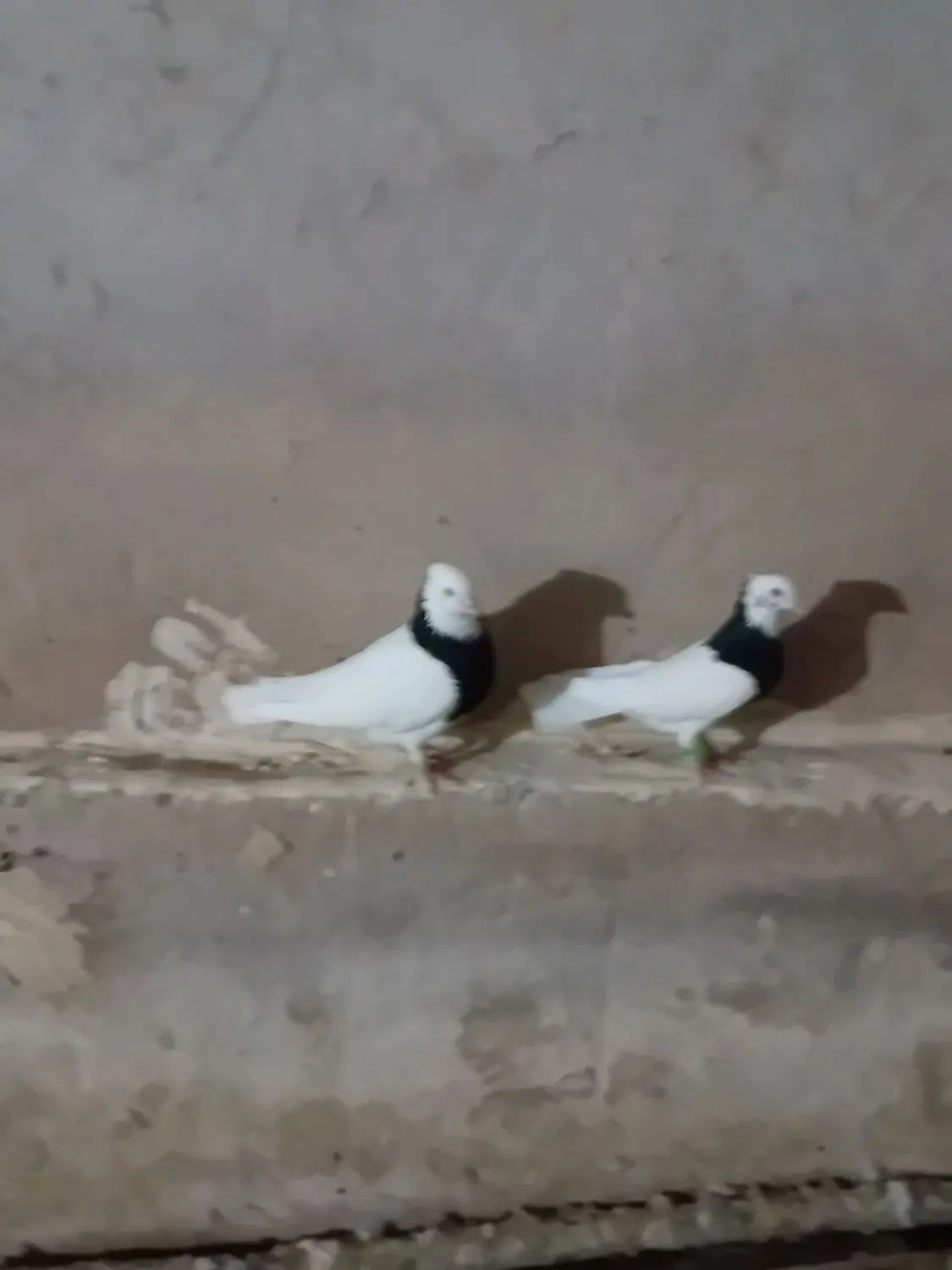 طوقی|پرنده|تاکستان, |دیوار
