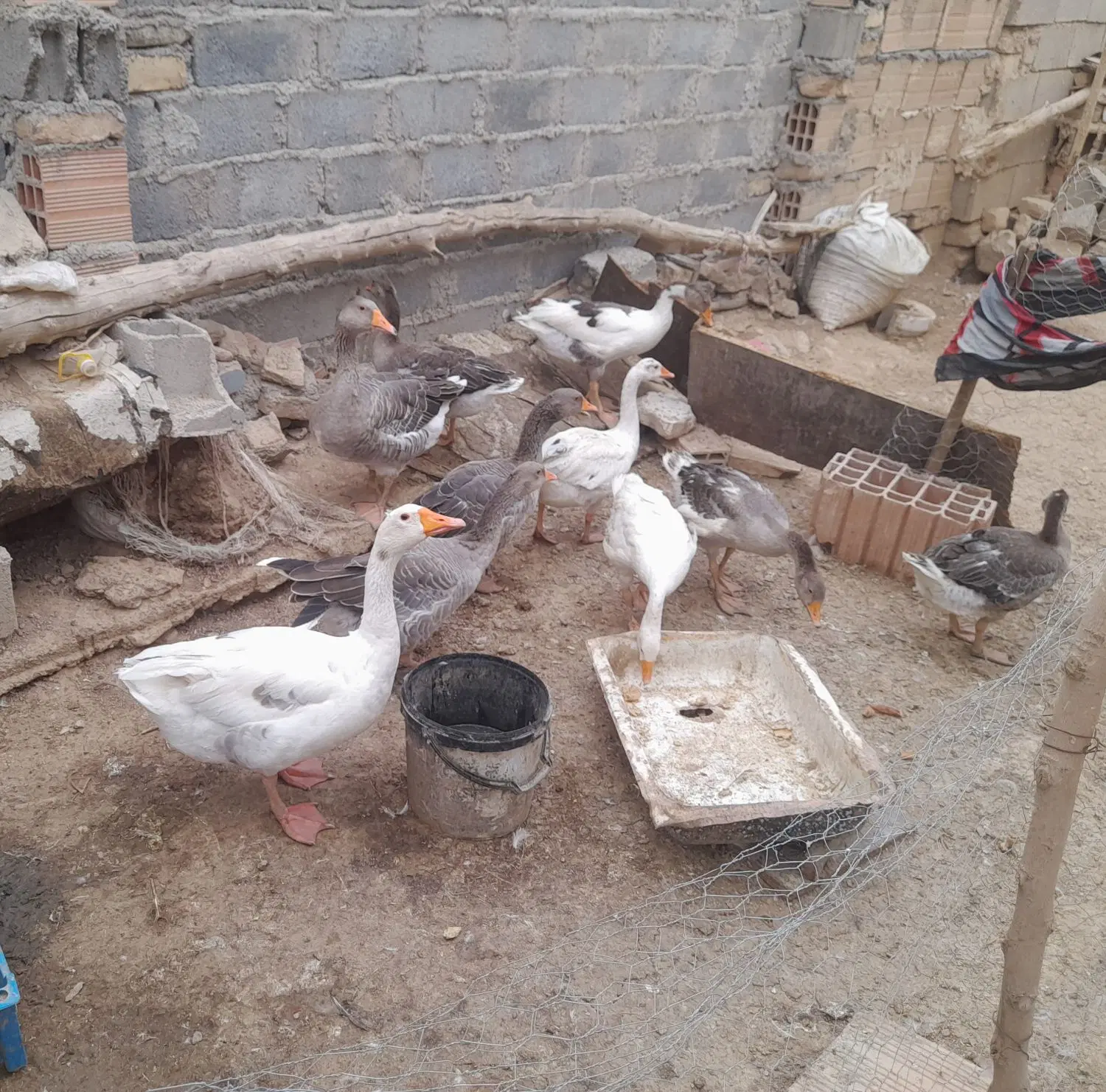 غاز|حیوانات مزرعه|شیروان (خراسان), |دیوار
