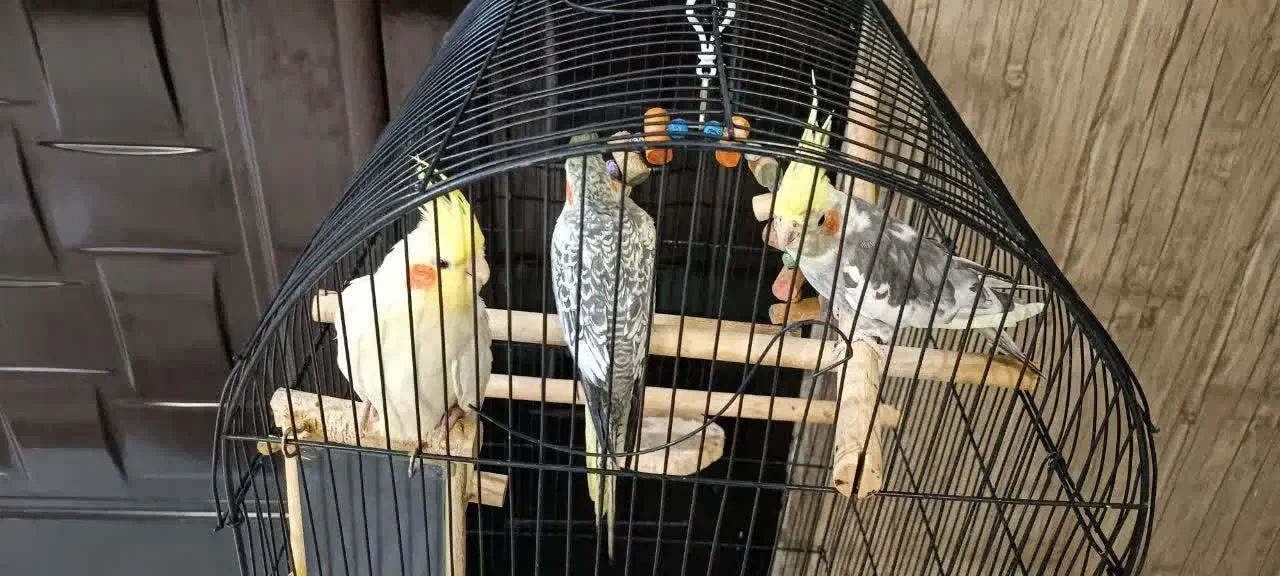 عروس هلندی|پرنده|مشهد, اقبال|دیوار