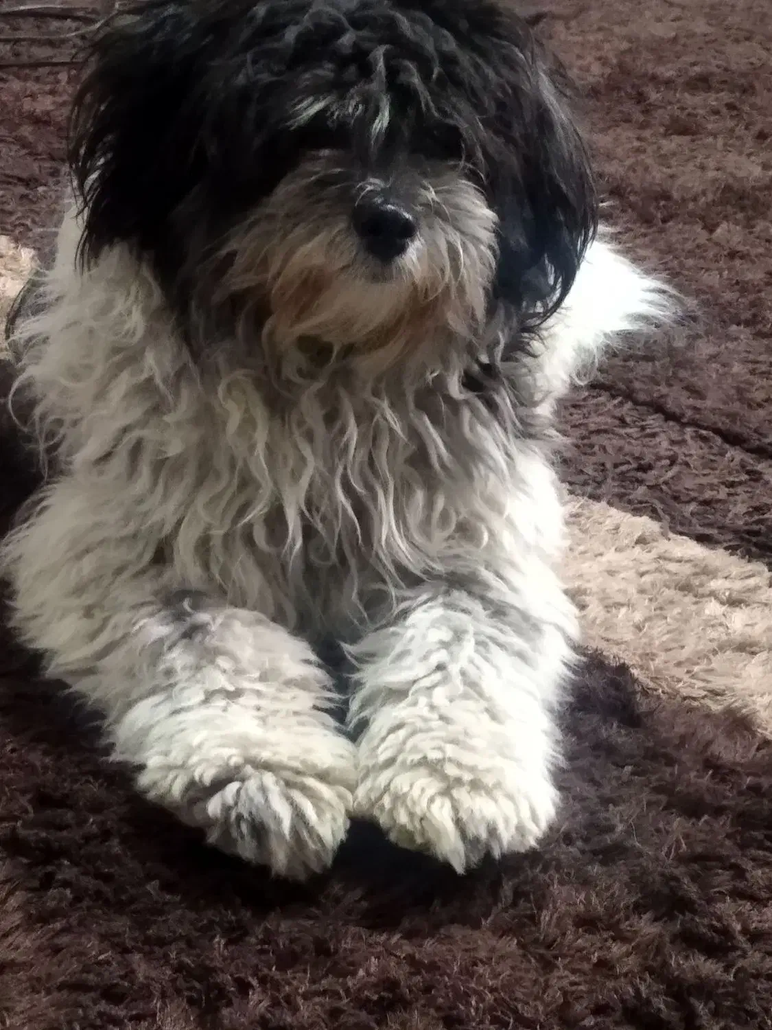 فروش سگ|سگ|لاهیجان, انقلاب|دیوار