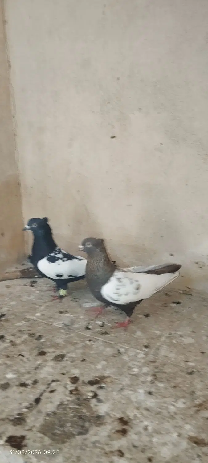 سینه|پرنده|بیضا, |دیوار