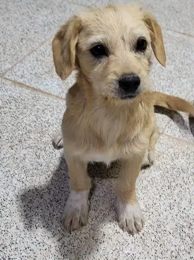 pet|سگ|رفسنجان, |دیوار