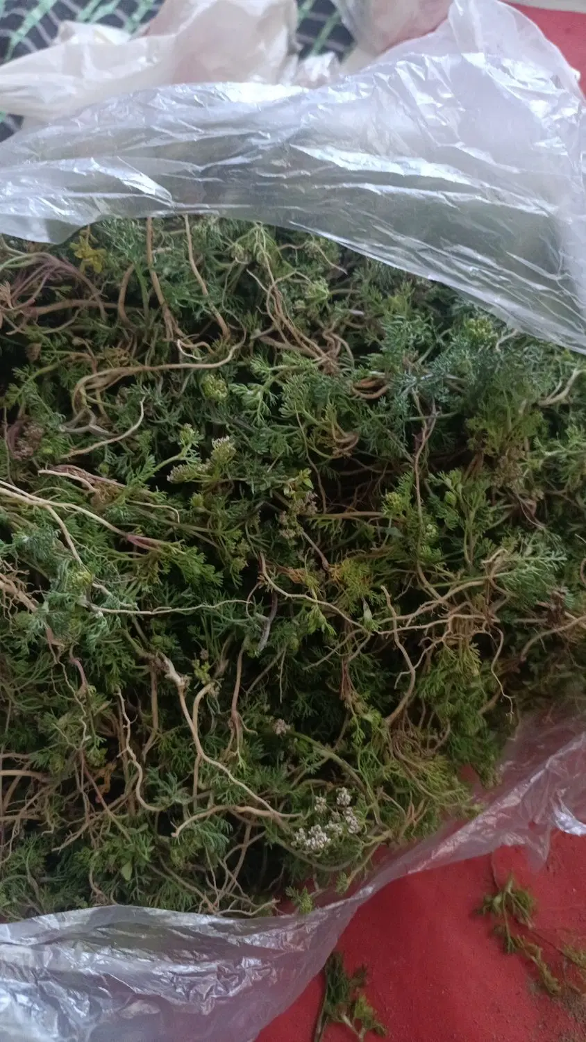داغ گشنیش|خوردنی و آشامیدنی|اسکو, |دیوار