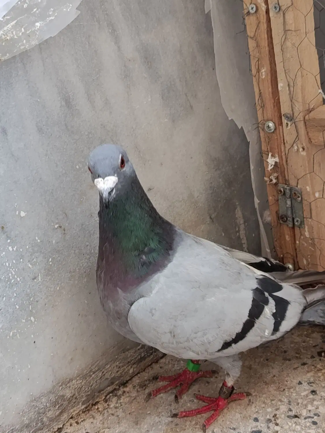 پلاکی|پرنده|ساوه, |دیوار