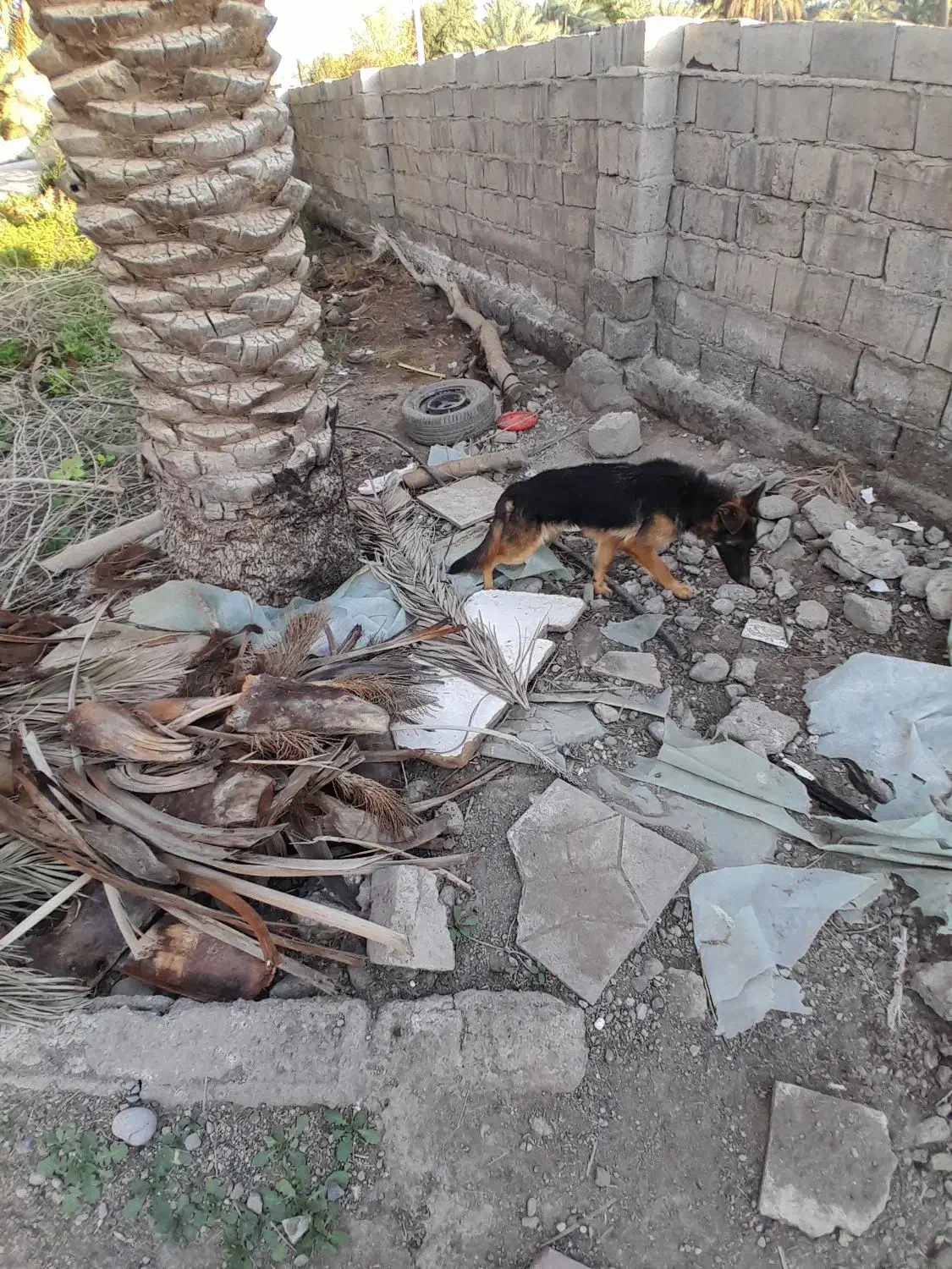 سگ ژرمن|سگ|جیرفت, |دیوار