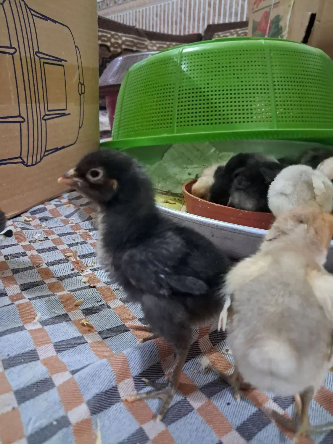 جوجه لاری|حیوانات مزرعه|ماهدشت, |دیوار