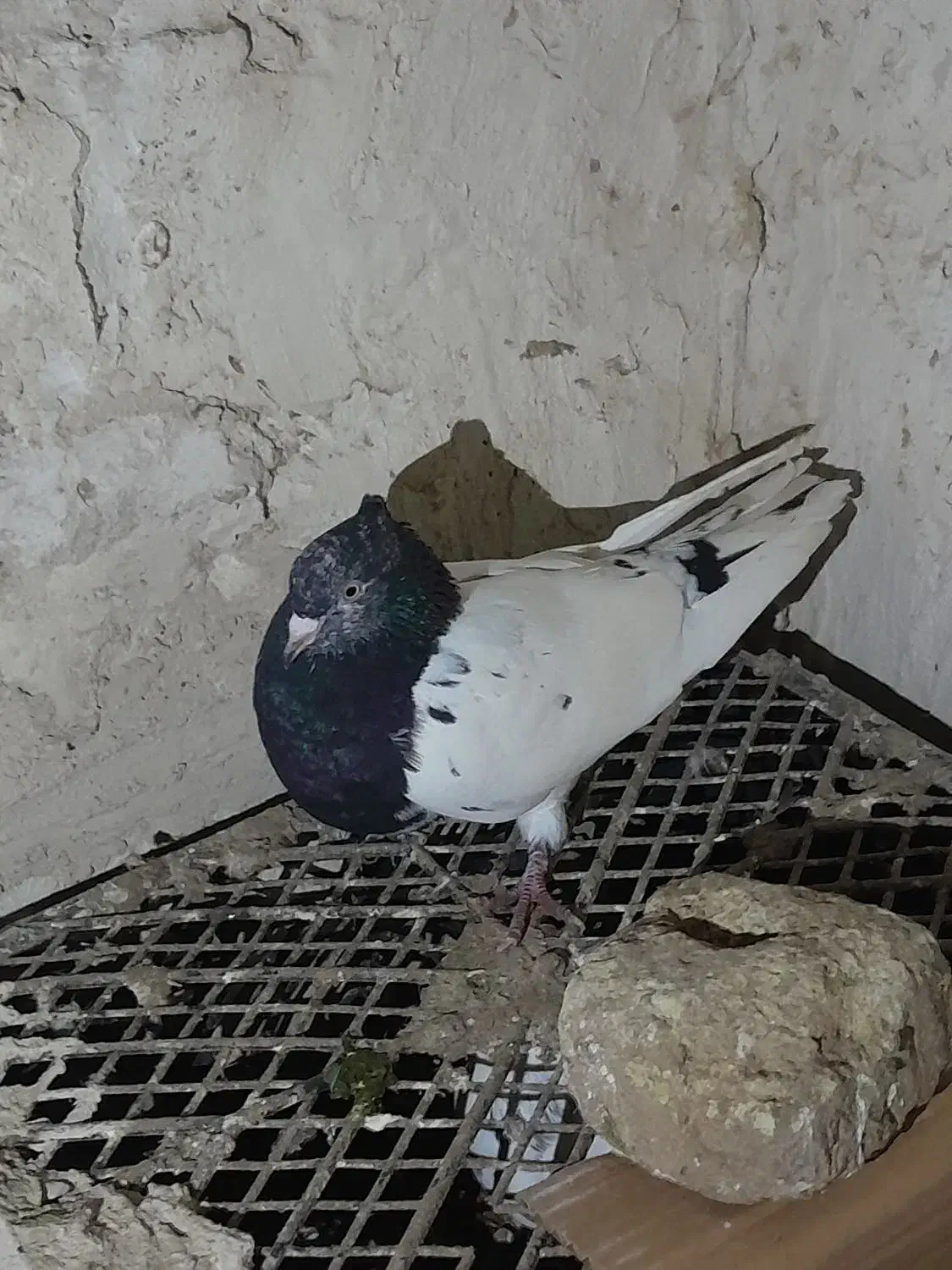 طوقی|پرنده|تبریز, |دیوار