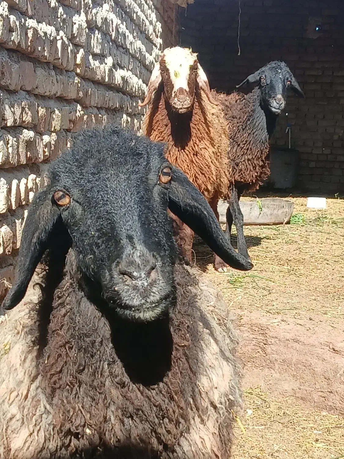 سع راس شیشک دوتا سیاه سام یک راس شال ب همراه سه بز|حیوانات مزرعه|جوادآباد, |دیوار