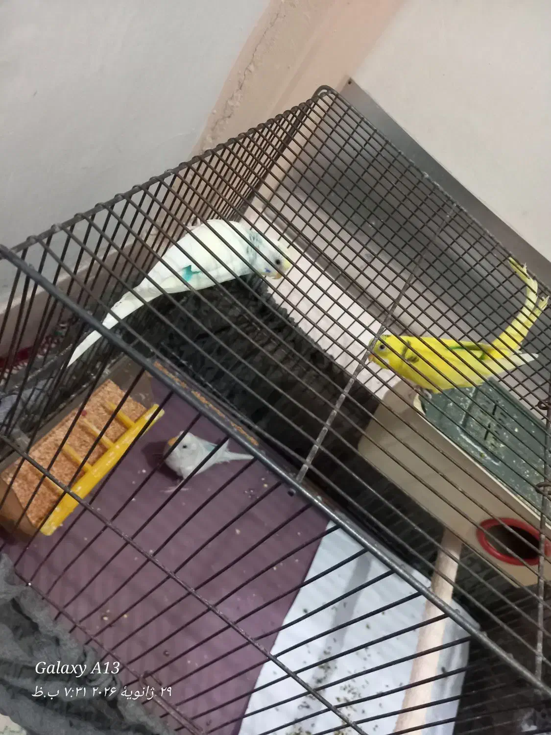 مرق عشق|پرنده|محمدشهر, محمدشهر|دیوار