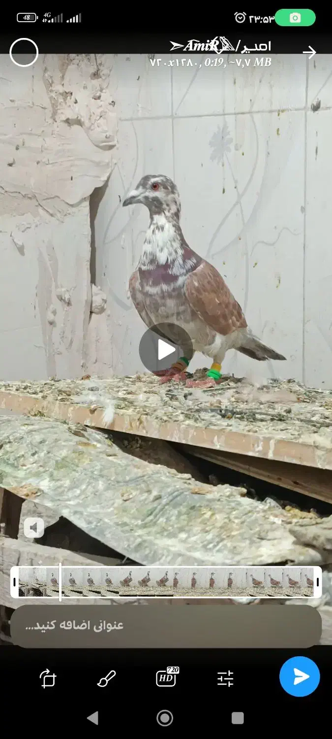 کبوتر|پرنده|زاوه, |دیوار