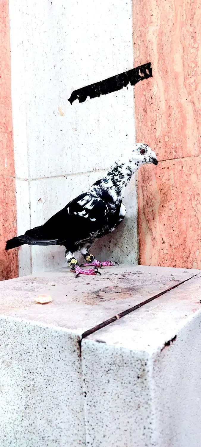 کبوتر|پرنده|زاهدان, |دیوار