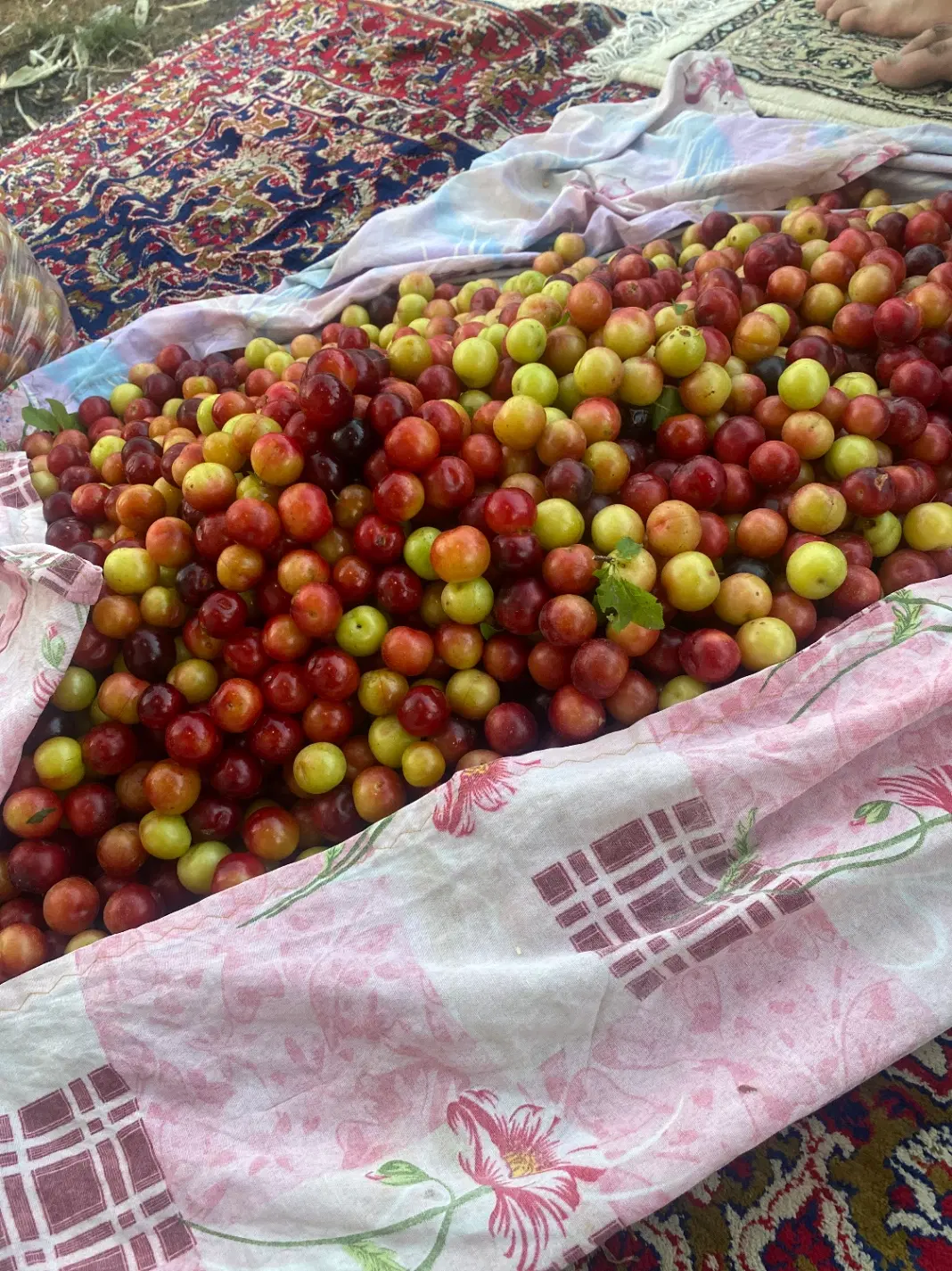 آلوچه|خوردنی و آشامیدنی|ارومیه, |دیوار
