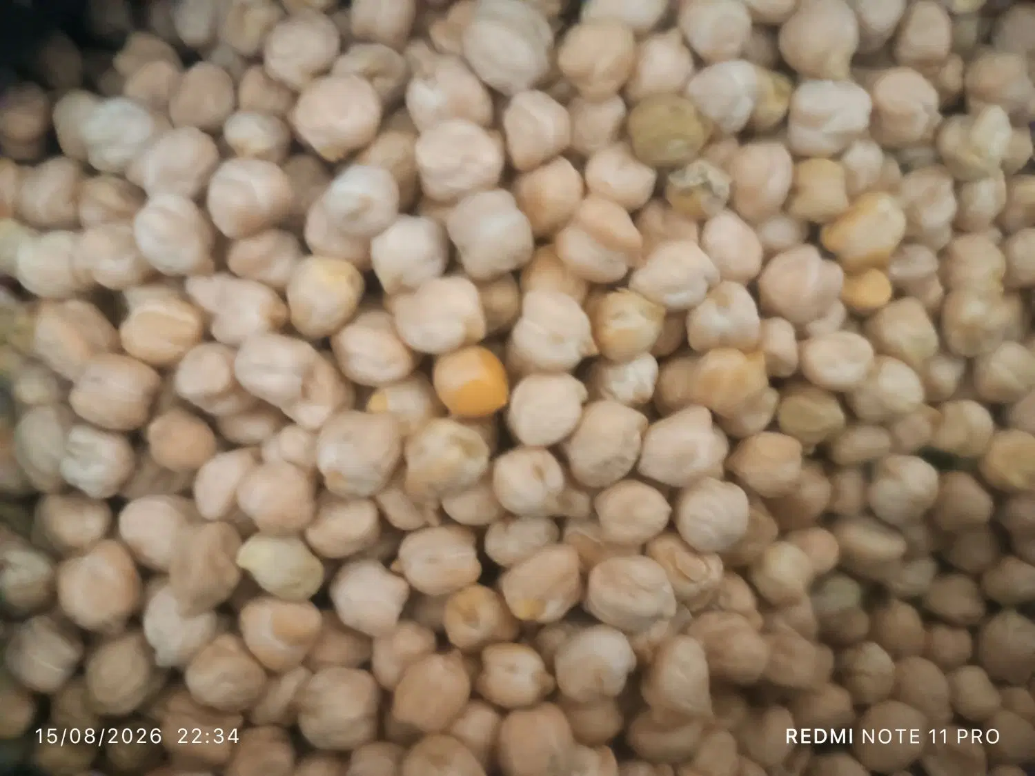 نخود|خوردنی و آشامیدنی|مهاباد (آذربایجان غربی), |دیوار