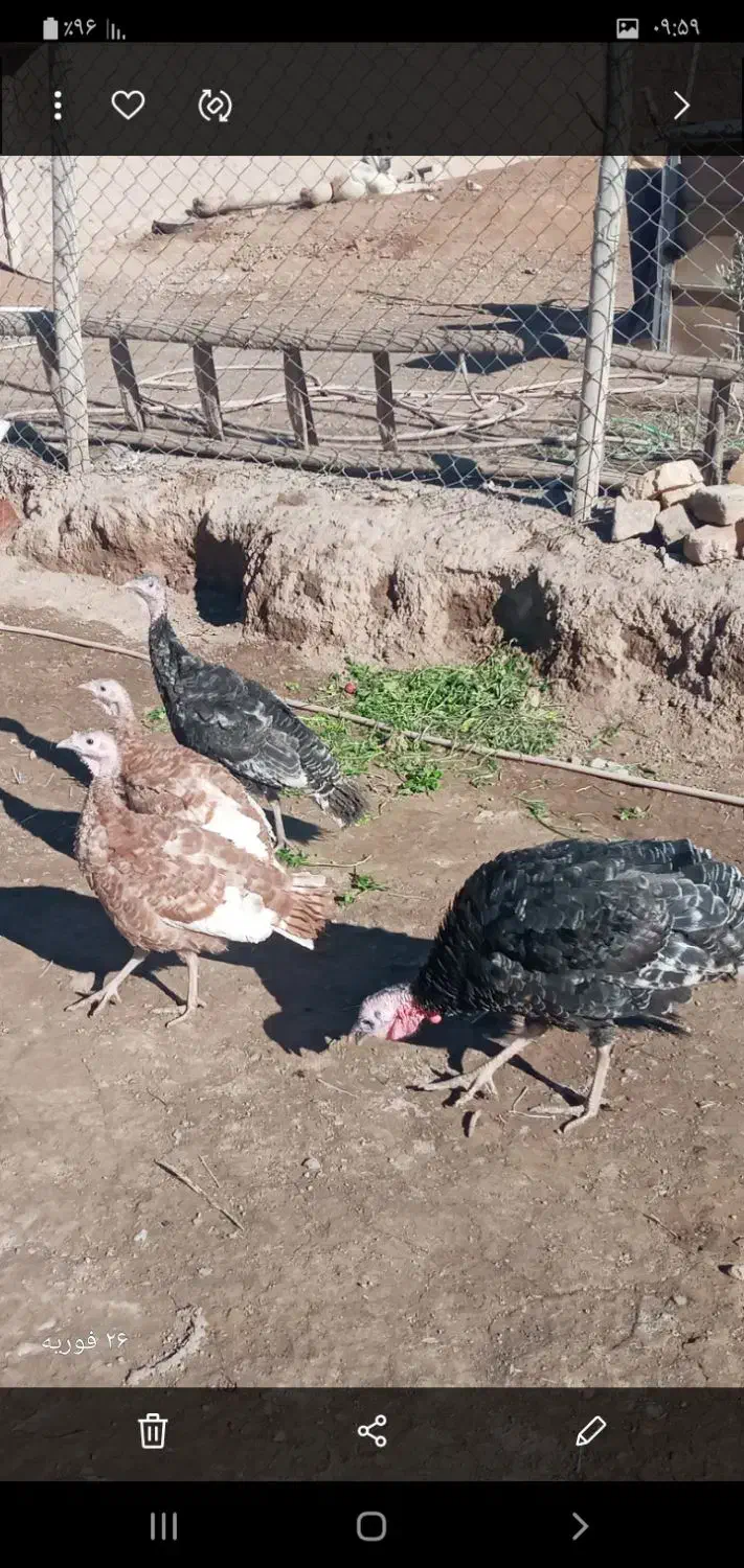 بوقلمون|حیوانات مزرعه|محمدیه-قزوین, |دیوار