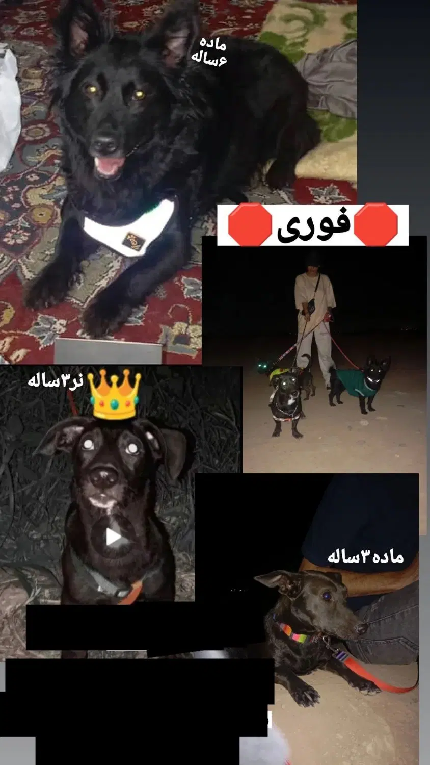 3عددسگ گمشده|حیوانات|نیشابور, دارایی|دیوار