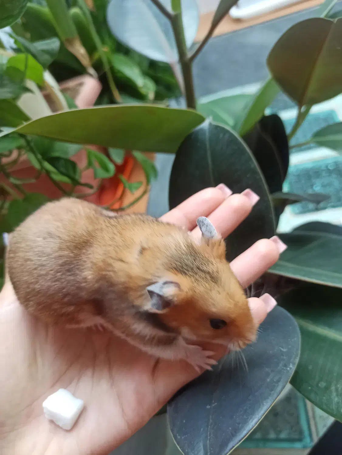 همستر گلد|موش و خرگوش|مرند, |دیوار