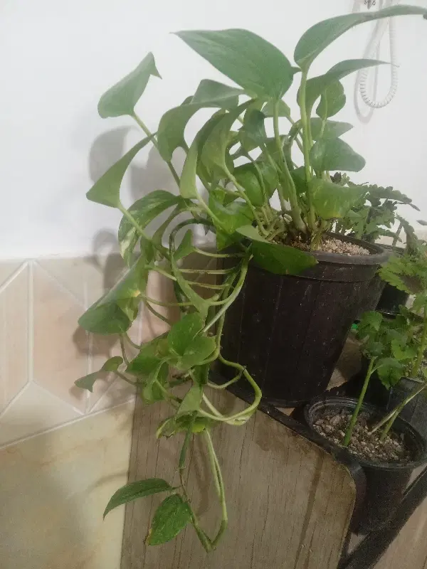 گل پتوس|گل و گیاه طبیعی|نهبندان, |دیوار