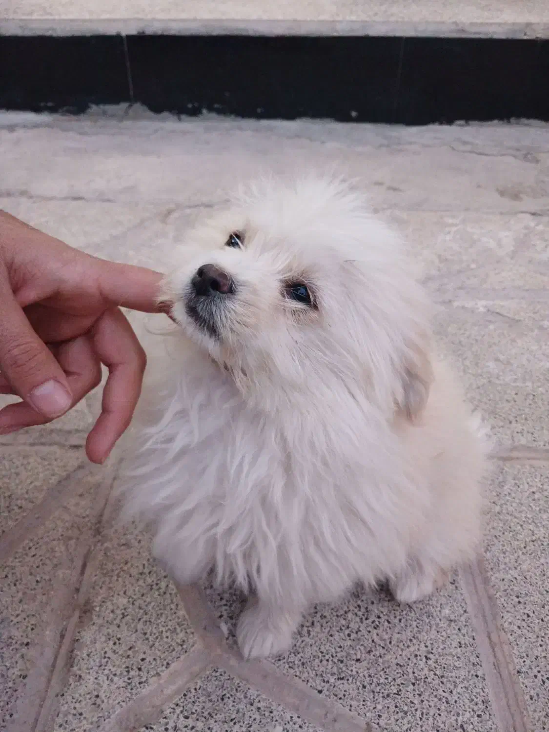 سگ بازیگوش|سگ|تربت جام, والفجر|دیوار