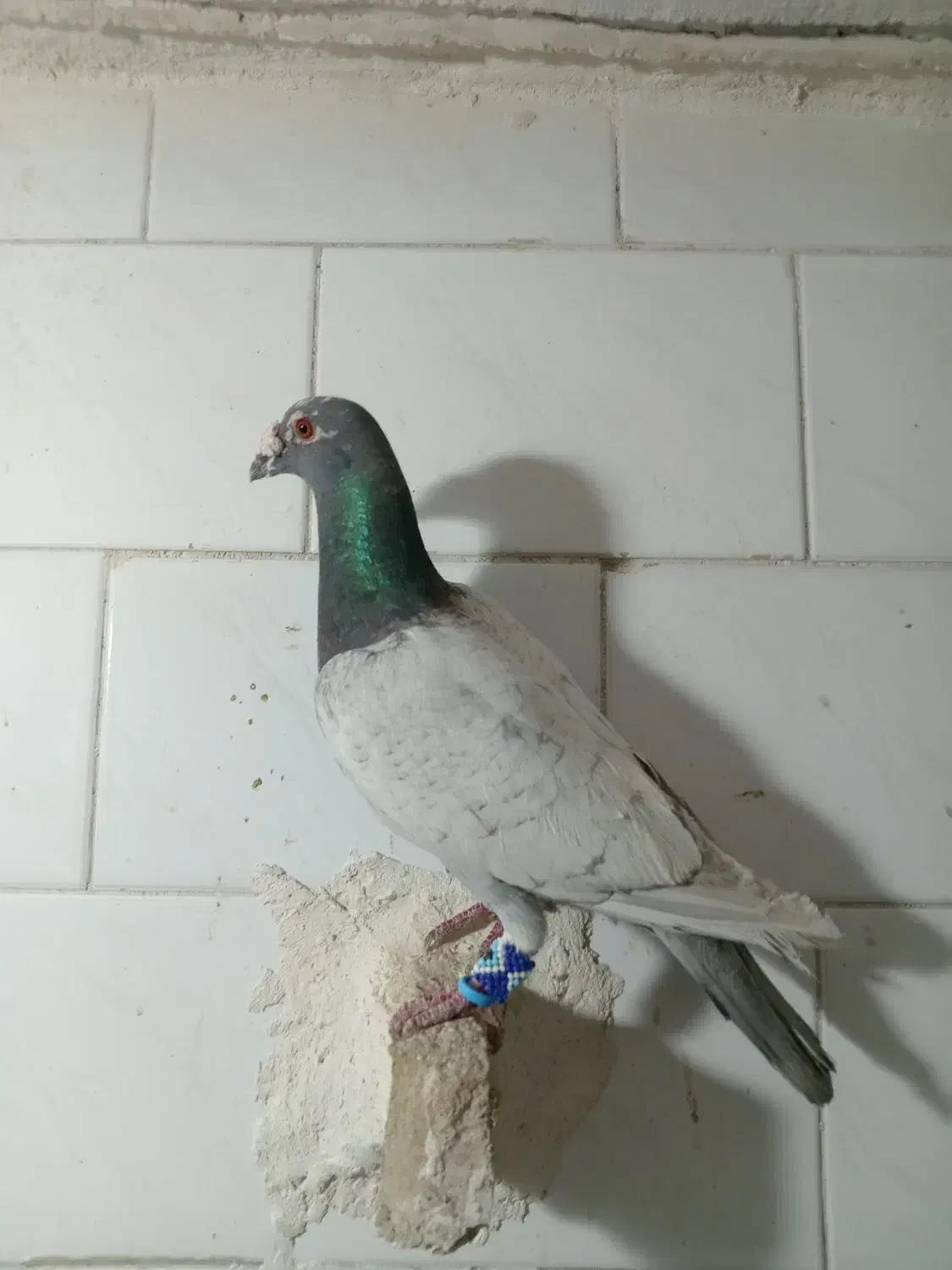 کبوتر|پرنده|تربت‌حیدریه, پائین ولایت|دیوار