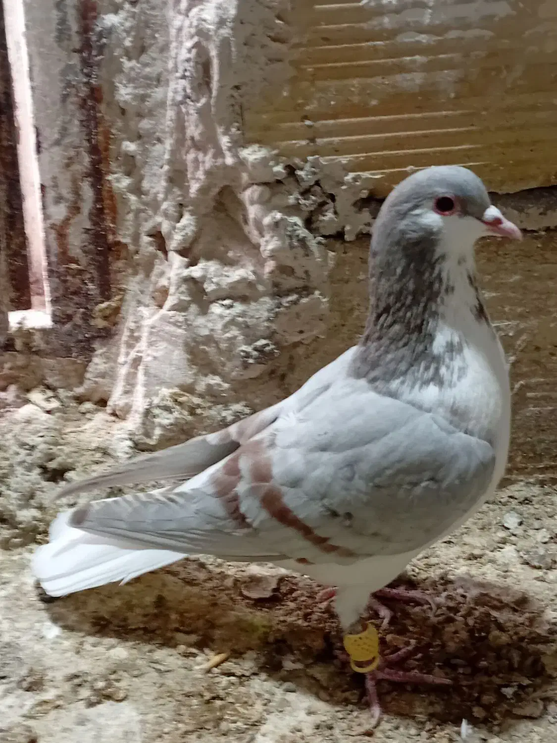 کبوترفروشی|پرنده|قزوین, |دیوار