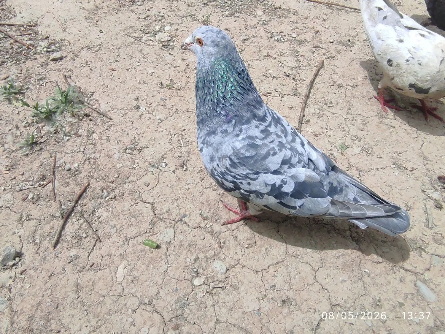 کبوتر|پرنده|رامجین, |دیوار
