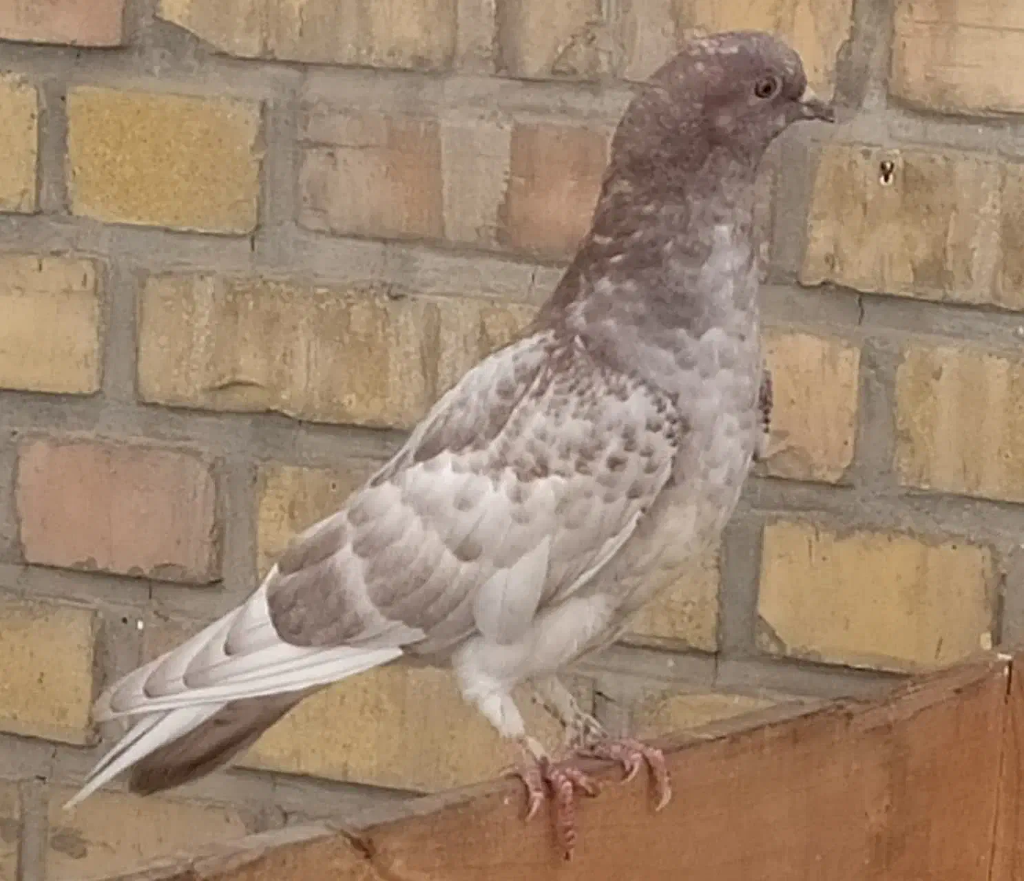 کبوتر|پرنده|مشهد, شهید مطهری|دیوار